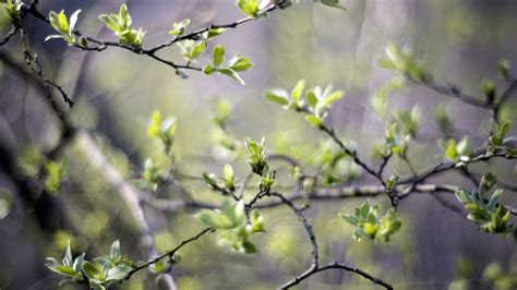 Wallpaper Sunlight Leaves Depth Of Field Nature Branch Green