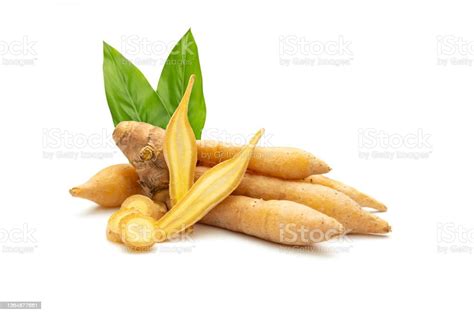 Kaempferia And Finger Root With Leaves Isolated On A White Background