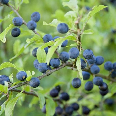 Blackthorn Hedge Plants In 2021 Hedging Plants Plants Hedges