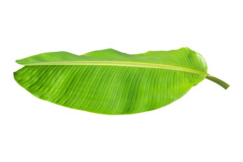 hoja de plátano verde aislada sobre fondo blanco 10870502 PNG