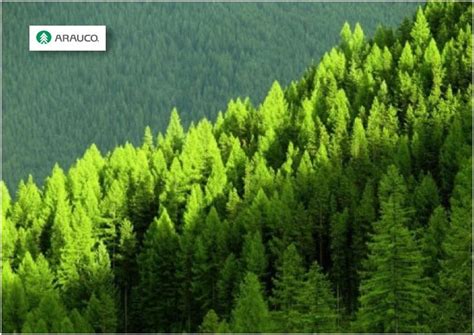 Arauco Vende El De Sus Predios Forestales