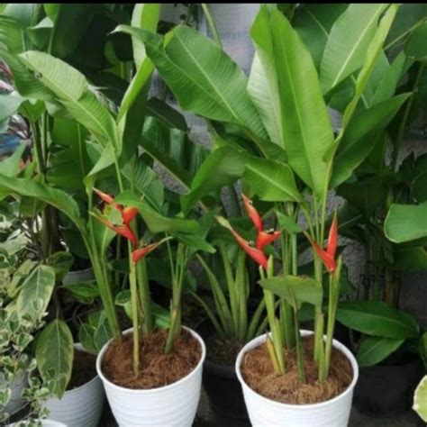 Jual Tanaman Hias Pisang Karibay Tinggi 1 Meter Shopee Indonesia