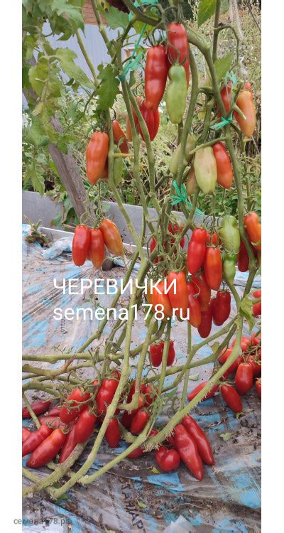 ЧЕРЕВИЧКИ