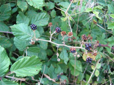 Universo Botánico Rubus ulmifolius Schott Zarzamora