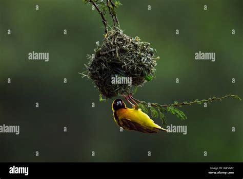 Black Headed Weaver Ploceus Cucullatus Building Nest Maasai Mara