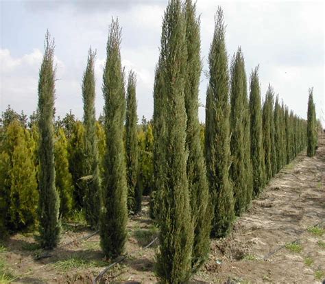 Viveiro Ciprest Plantas Nativas E Ex Ticas Cipreste Italiano Agulha