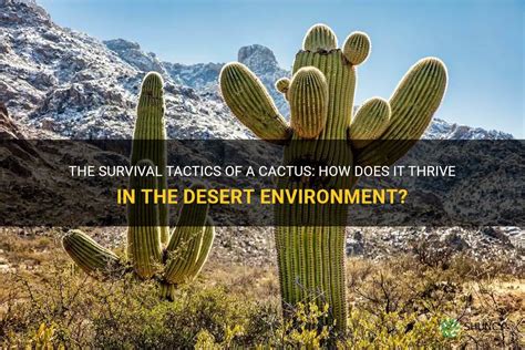 The Survival Tactics Of A Cactus How Does It Thrive In The Desert