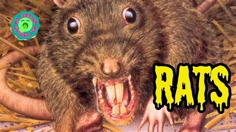 Rats Youtube
