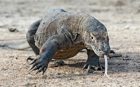 Dragón De Komodo Que Camina Nombre Científico Komodoensis Del Varanus