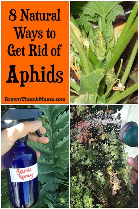 8 Natural Ways To Get Rid Of Aphids Get Rid Of Aphids Organic Gardening Garden Guide