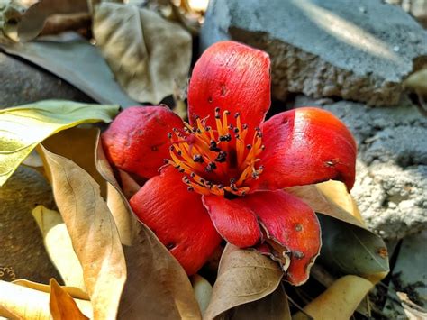 Premium Photo Red Cotton Tree Flower Bombax Ceiba