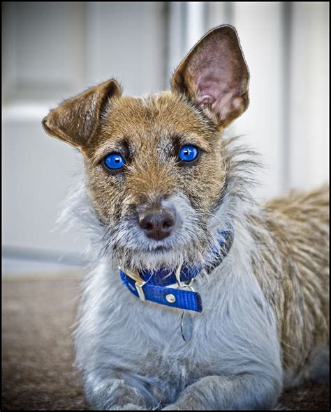 Blue Eyed Jack Russell Dog Love Jack Russell Terrier