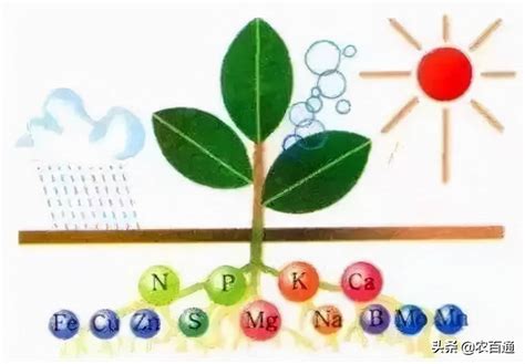 土壤微生物对植物大、中、微量元素的转化作用循环硝酸盐氮化合物