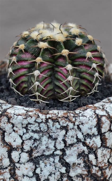 Gymnocalycium