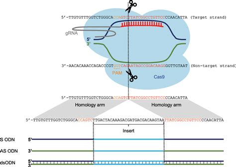 CRISPR target sequence and the donor DNA templates for the Atlantic... | Download Scientific Diagram