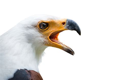 African Fish Eagle Isolated Stock Photo Download Image Now African