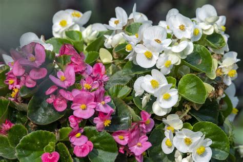 Flowers Stock Image Image Of Petal Flower Nature 283540243