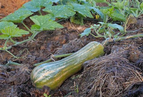 Courge Longue De Nice Culture R Colte Et Utilisation