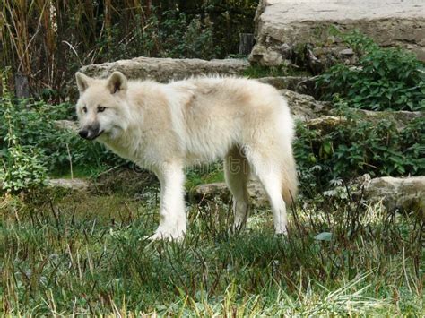 Foto Stock e immagini a tema Lupo Bianco Artico - Scarica 5,478 foto