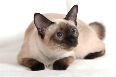 Seal Point Siamese Cat Info Facts Traits Pictures Faqs