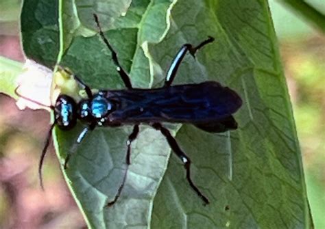 Nearctic Blue Mud Dauber Wasp From Greenbelt MD USA On September 6