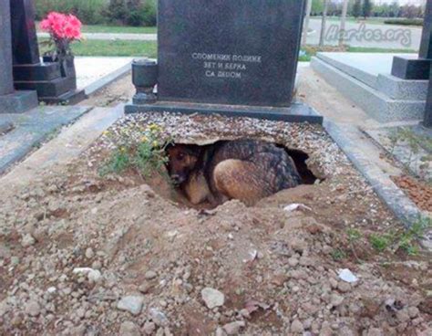 Todos Pensaron Que El Perro Estaba Llorando La Muerte De Su Amo Pero