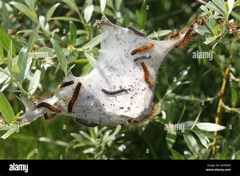 Moth Small Eggar Eriogaster Lanestris Hairy Caterpillars With Webs