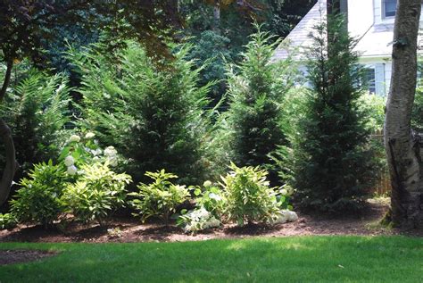 leyland cypress landscaping ideas  kayla nelson blog