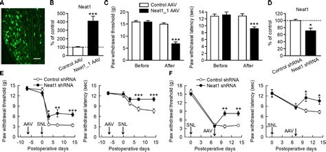 Frontiers Neat Lncrna Organizes The Inflammatory Gene Expressions In