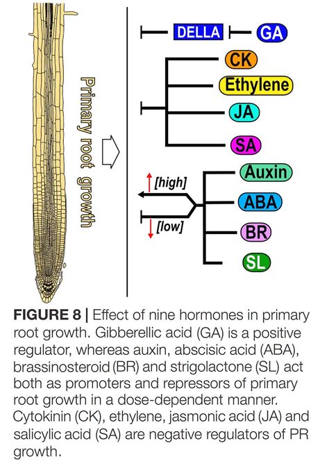 Integrative Roles Of Phytohormones On Cell Prol