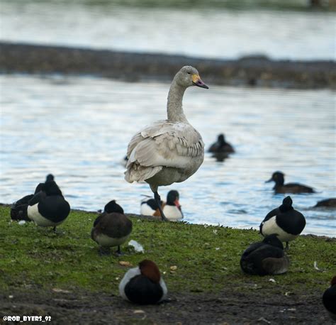 Bewick S Swan WWT Slimbridge Robert Byers Flickr