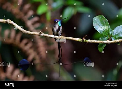 A Marvelous Spatuletail Hummingbirds The Most Rare And Spectacular