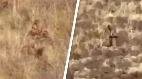 Bigfoot Seen Hiking In Colorado In New Video Us News Unilad