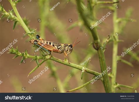 Closeup Of Colorful Grasshopper On Desert Summertime Green Tumbleweed
