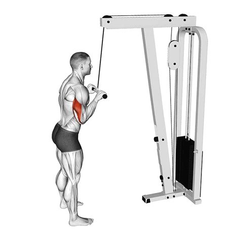 Triceps Pulley Como Fazer M Sculos Trabalhados E Para Que Serve