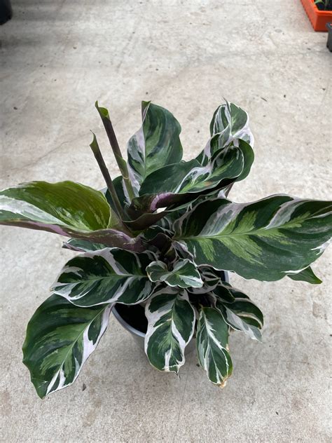 Calathea White Fusion Westlake Nursery