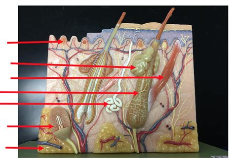 Integumentary Tissue Diagram Quizlet