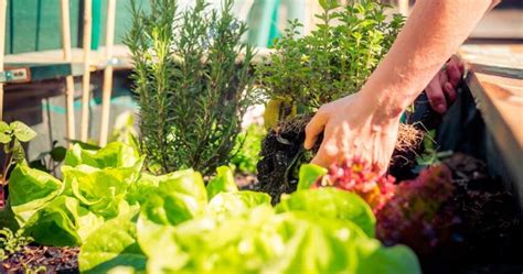 Evita Estos Errores Las Verduras Que No Debes Plantar Juntas En Tu Huerto