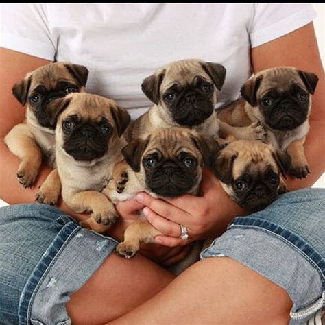 15 Signs You're A Crazy Pug Person... and Damn Proud To Be!