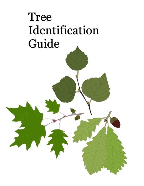 Tree Identification Guide - Etsy