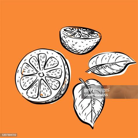 44 Orange Fruit Etching Stock Photos High Res Pictures And Images