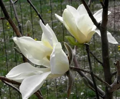 15 Types Of Magnolia Trees And Shrubs With Photos Trees And Shrubs