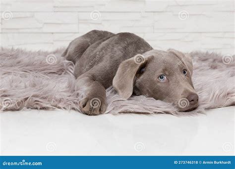 Sweet Labrador Dog Puppy Lies On Carpet Stock Photo Image Of Hound