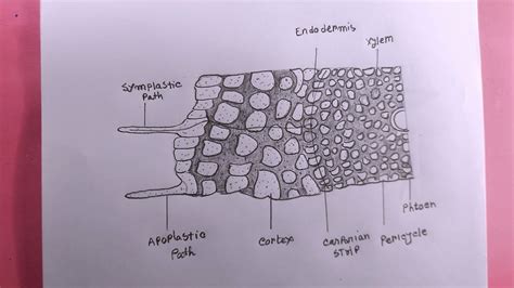 How To Draw Symplastic And Apoplastic Pathways Of Water And Ion