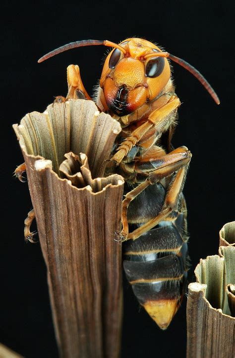 Asian Giant Hornet Vespa Mandarinia Vespidae This Is Th Flickr