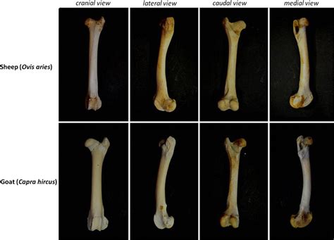 Whole Femur Of Sheep And Goat Observed From Cranial Lateral Caudal