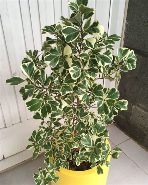 15 Different Types Of Ficus Plants For Home And Garden Go Get Yourself