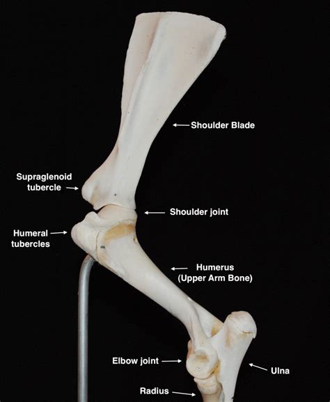 Comparable Parts 8 Humer Us Eclectic Horseman Magazine