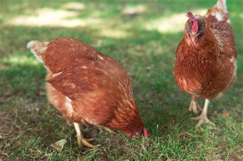 Criar Gallinas Ponedoras La Forma De Tener Tu Gallinero Mascotas