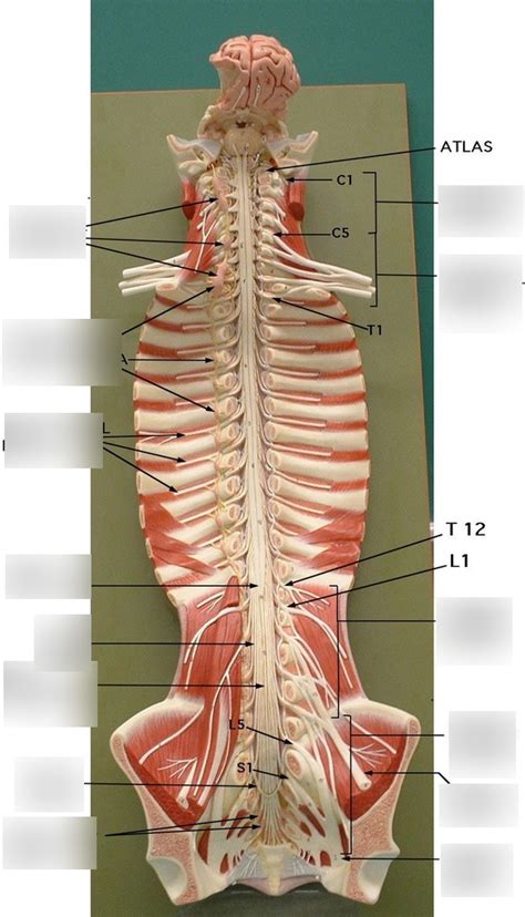 Ch 14 Spinal Nerves Model Pt 1 Diagram Quizlet